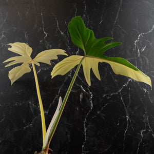 Philodendron 'Golden Dragon' Variegated (wk41-L349)