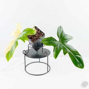 Philodendron 'Golden Dragon' Variegated (wk24-J)