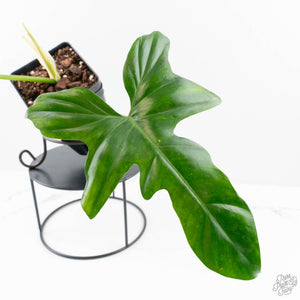 Philodendron 'Golden Dragon' Variegated (wk24-J)