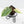 Philodendron Hederaceum Albo Variegated 