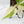 Philodendron Hederaceum Albo Variegated 
