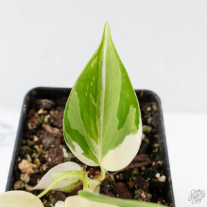 Philodendron Hederaceum Albo Variegated "Heartleaf" (wk26-A)