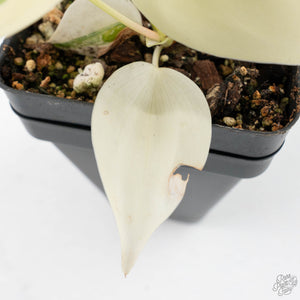 Philodendron Hederaceum Albo Variegated "Heartleaf" (wk26-A)