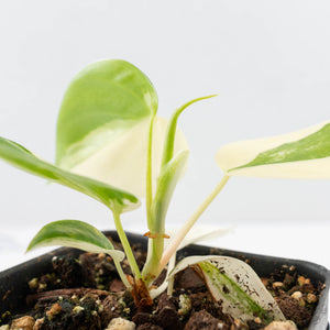 Philodendron Hederaceum Albo Variegated "Heartleaf" (wk26-A)
