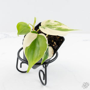Philodendron Hederaceum Albo Variegated "Heartleaf" (wk28-E)