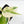 Philodendron Hederaceum Albo Variegated 