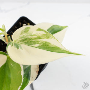 Philodendron Hederaceum Albo Variegated "Heartleaf" (wk28-E)