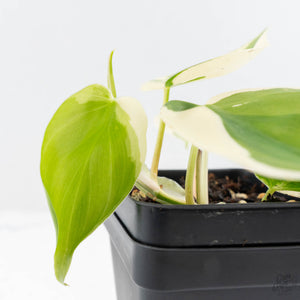 Philodendron Hederaceum Albo Variegated "Heartleaf" (wk28-E)