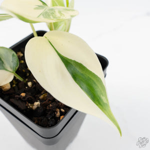 Philodendron Hederaceum Albo Variegated "Heartleaf" (wk28-E)