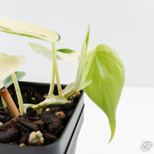 Philodendron Hederaceum Albo Variegated "Heartleaf" (wk28-E)