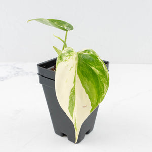 Philodendron Hederaceum Albo Variegated "Heartleaf" (wk31-S)