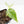 Philodendron Hederaceum Albo Variegated 