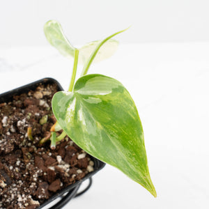 Philodendron Hederaceum Albo Variegated "Heartleaf" (wk31-S)