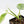 Philodendron Hederaceum Albo Variegated 