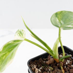 Philodendron Hederaceum Albo Variegated "Heartleaf" (wk31-S)
