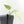 Philodendron Hederaceum Albo Variegated 