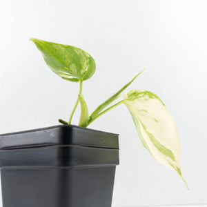 Philodendron Hederaceum Albo Variegated "Heartleaf" (wk31-S)