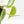 Philodendron Hederaceum Albo Variegated 