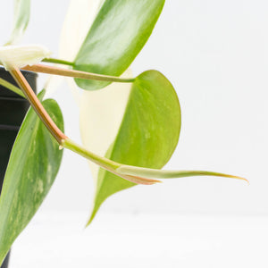 Philodendron Hederaceum Albo Variegated "Heartleaf" (wk34-L46)