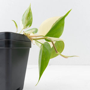Philodendron Hederaceum Albo Variegated "Heartleaf" (wk34-L46)