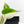 Philodendron Hederaceum Albo Variegated 