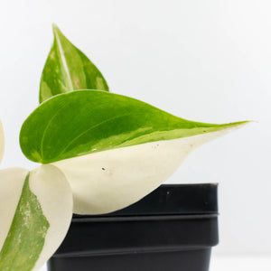 Philodendron Hederaceum Albo Variegated "Heartleaf" (wk34-L46)