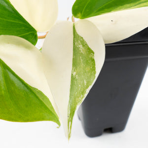 Philodendron Hederaceum Albo Variegated "Heartleaf" (wk34-L46)