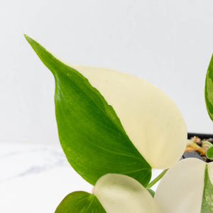 Philodendron Hederaceum Albo Variegated "Heartleaf" (wk34-L46)