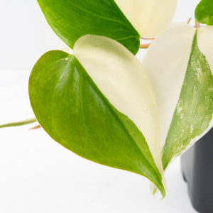 Philodendron Hederaceum Albo Variegated "Heartleaf" (wk34-L46)