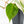 Philodendron Hederaceum Albo Variegated 