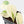 Philodendron Hederaceum Albo Variegated 