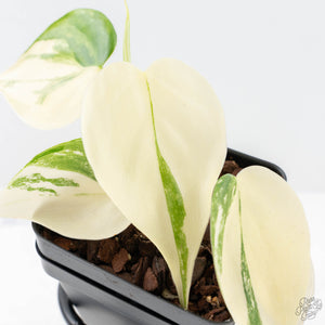 Philodendron Hederaceum Albo Variegated "Heartleaf" (wk20-D)