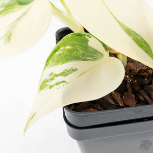 Philodendron Hederaceum Albo Variegated "Heartleaf" (wk20-D)