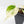 Philodendron Hederaceum Albo Variegated 