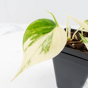Philodendron Hederaceum Albo Variegated "Heartleaf" (wk20-D)