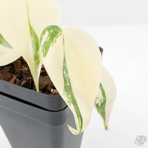 Philodendron Hederaceum Albo Variegated "Heartleaf" (wk20-D)