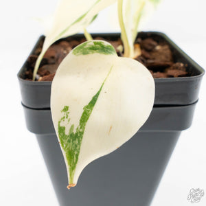 Philodendron Hederaceum Albo Variegated "Heartleaf" (wk20-D)