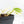 Philodendron Hederaceum Albo Variegated 