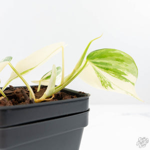 Philodendron Hederaceum Albo Variegated "Heartleaf" (wk20-D)