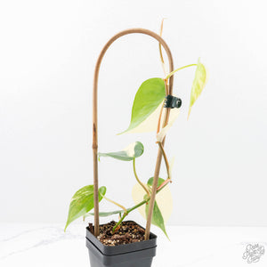 Philodendron Hederaceum Albo Variegated "Heartleaf" (wk23-B)