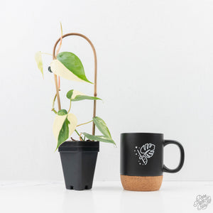 Philodendron Hederaceum Albo Variegated "Heartleaf" (wk23-B)