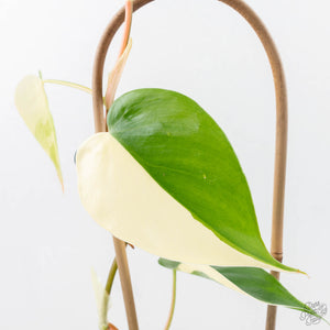 Philodendron Hederaceum Albo Variegated "Heartleaf" (wk23-B)