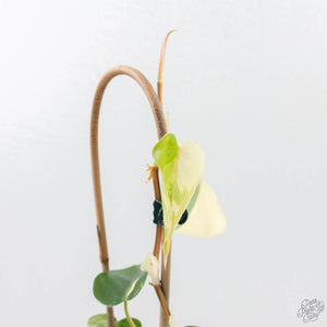 Philodendron Hederaceum Albo Variegated "Heartleaf" (wk23-B)