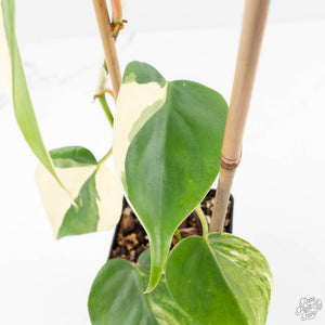 Philodendron Hederaceum Albo Variegated "Heartleaf" (wk23-B)