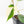 Philodendron Hederaceum Albo Variegated 