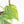 Philodendron Hederaceum Albo Variegated 