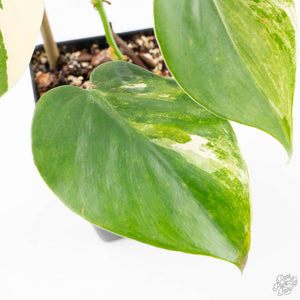 Philodendron Hederaceum Albo Variegated "Heartleaf" (wk23-B)