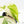 Philodendron Hederaceum Albo Variegated 