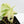 Philodendron Hederaceum Albo Variegated 