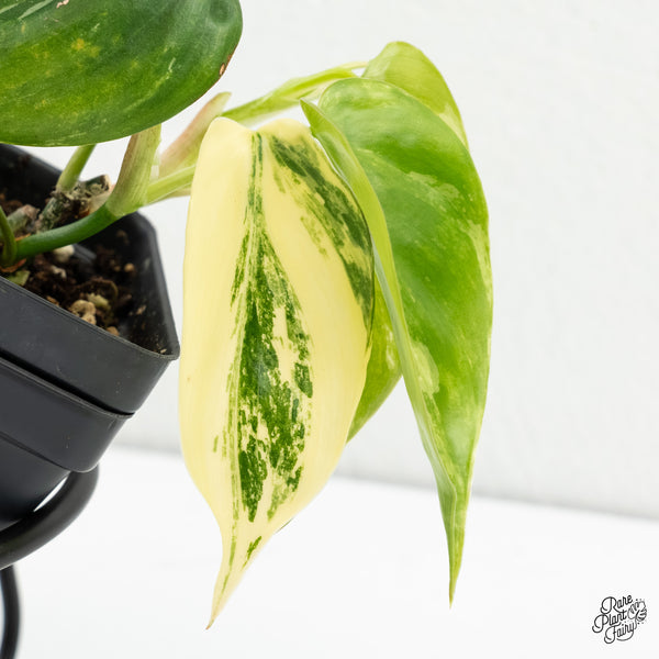 Philodendron Hederaceum Albo Variegated Heartleaf (wk6-L)